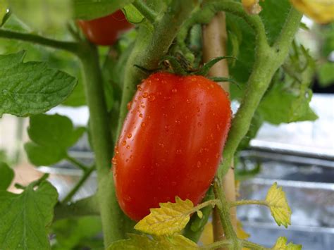 san martin tomatoes|san marzano tomato plant height.